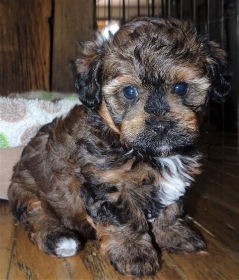  Prices may vary based on the breeder and individual puppy for sale in Brooklyn, NY