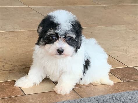  Prices may vary based on the breeder and individual puppy for sale in Cincinnati, OH