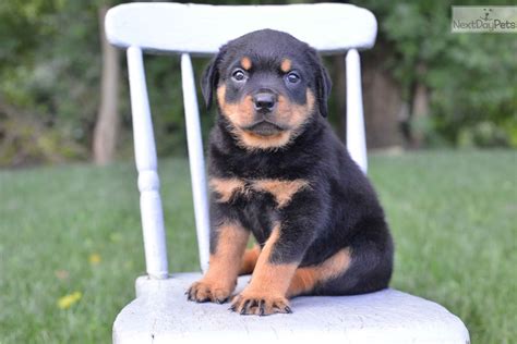  Prices may vary based on the breeder and individual puppy for sale in Cleveland, OH