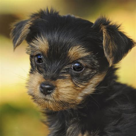  Prices may vary based on the breeder and individual puppy for sale in Dallas, TX