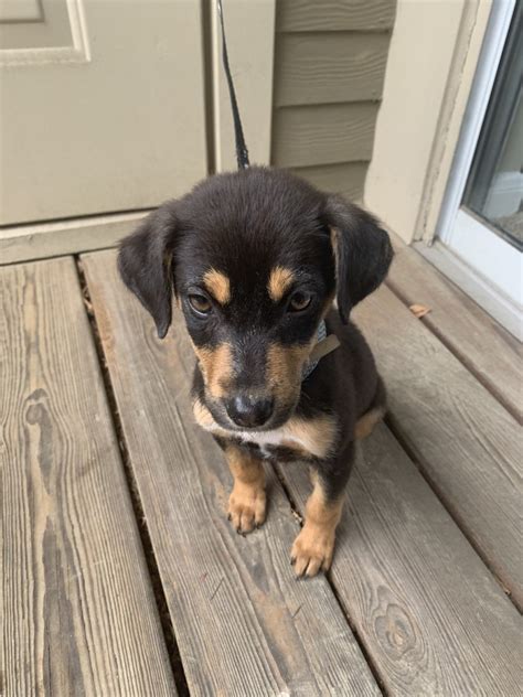  Prices may vary based on the breeder and individual puppy for sale in Durham, NC