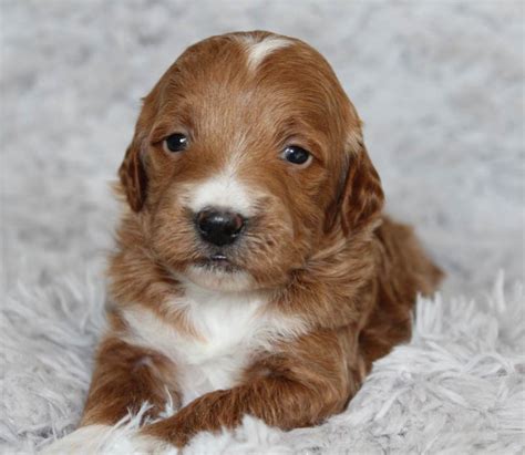  Prices may vary based on the breeder and individual puppy for sale in Huntsville, AL