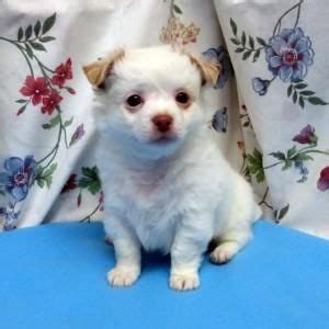  Prices may vary based on the breeder and individual puppy for sale in Idaho Falls, ID