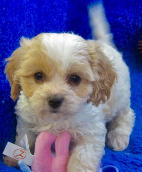  Prices may vary based on the breeder and individual puppy for sale in Iowa City, IA