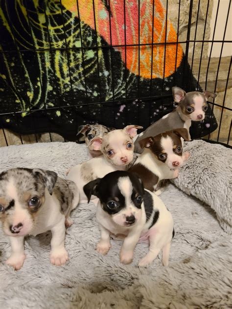  Prices may vary based on the breeder and individual puppy for sale in Jacksonville, FL
