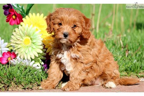  Prices may vary based on the breeder and individual puppy for sale in Lancaster, PA