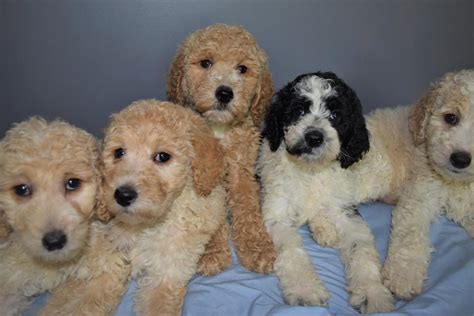  Prices may vary based on the breeder and individual puppy for sale in Lansing, MI