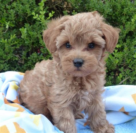  Prices may vary based on the breeder and individual puppy for sale in Milwaukee, WI