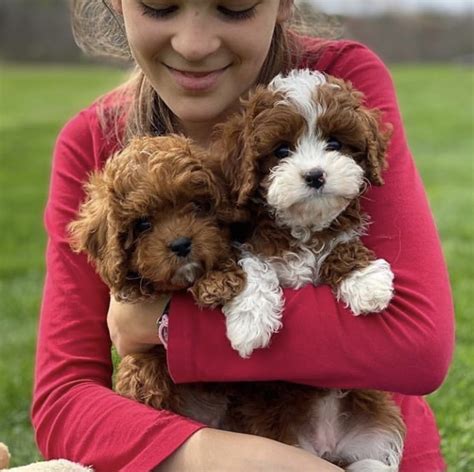  Prices may vary based on the breeder and individual puppy for sale in New York, NY