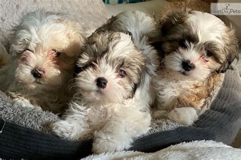  Prices may vary based on the breeder and individual puppy for sale in Reno, NV