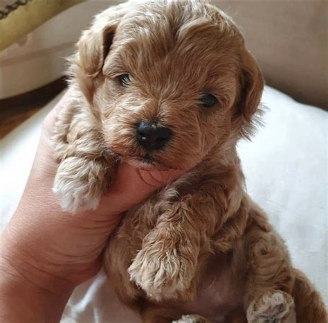  Prices may vary based on the breeder and individual puppy for sale in Rochester, NY