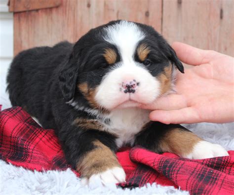  Prices may vary based on the breeder and individual puppy for sale in Utica, NY