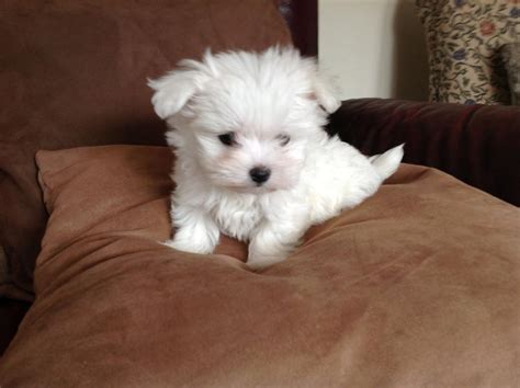  Prices may vary based on the breeder and individual puppy for sale in Wichita, KS
