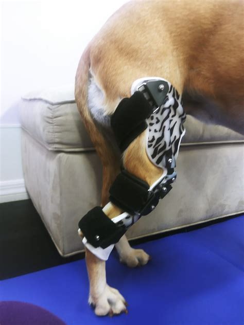  Prioritizing Stabilization Therapy Given that your dog may be experiencing discomfort, stabilization therapy becomes a priority