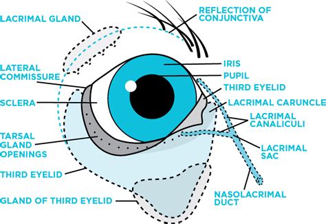  Prolapse of the third eyelid gland cherry eye