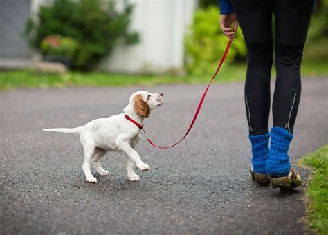  Proper Training Train your pup as soon as they can walk around better
