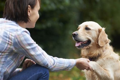  Proper human to canine communication is essential