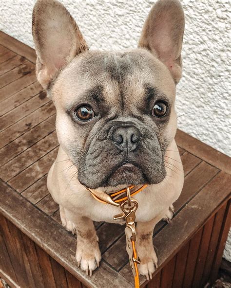  Pros: French bulldogs are small curious dogs which makes them ideal as home pets