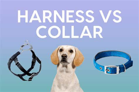  Pros and Cons Of Using a Harness Preferred by more pet parents as it seems, the harness also have some pros and cons that you should think about