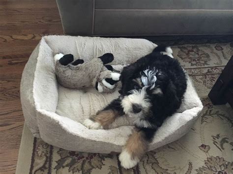  Provide a crate or a bed for your Bernedoodle
