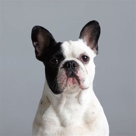  Provide your black and white French Bulldog with a comfortable and supportive bed, and avoid activities that put excessive strain on their joints