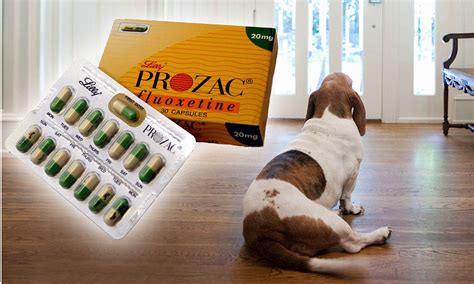  Prozac Aggressive dogs can be treated with a variety of behavioral medicines
