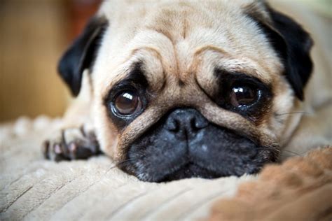  Pug Dog Encephalitis: The neurological disease called Pug Dog Encephalitis happens when brain tissues are inflamed causing pups to experience seizures, behavioral changes, disorientation, and more