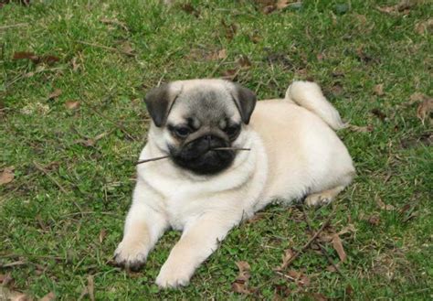 Pug Puppies for Sale Charming and clever Pugs were once Chinese emperors
