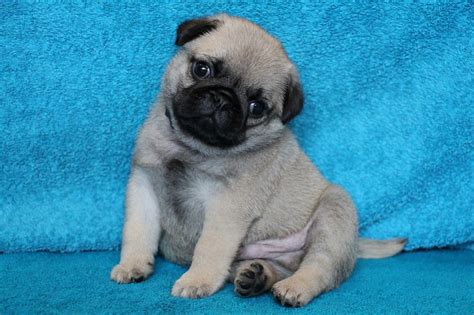  Pug Puppies for Sale Near Me