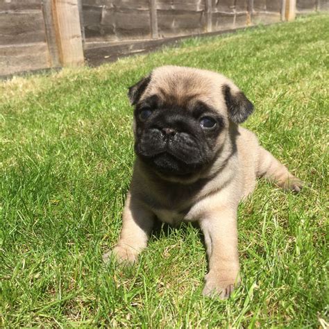  Pug Puppies for Sale in Georgia