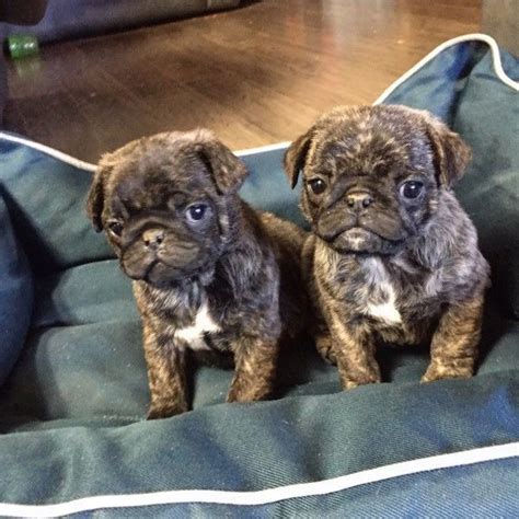  Pug Puppies for Sale in Oregon