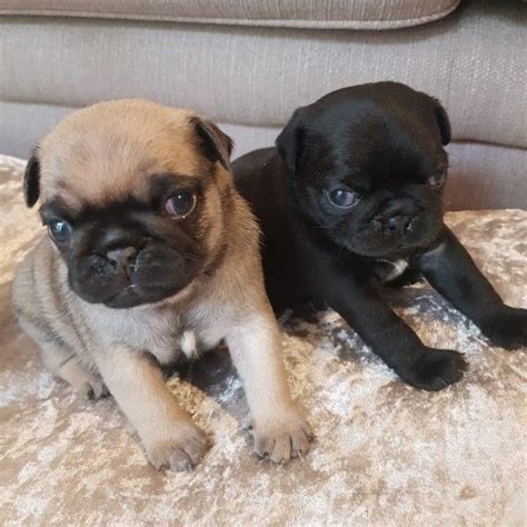  Pug Puppies for sale in Georgia Select a Breed