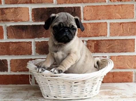  Pug Puppies for sale in Raleigh, nc from top breeders and individuals