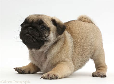 Pug puppies, with gentle, playful disposition