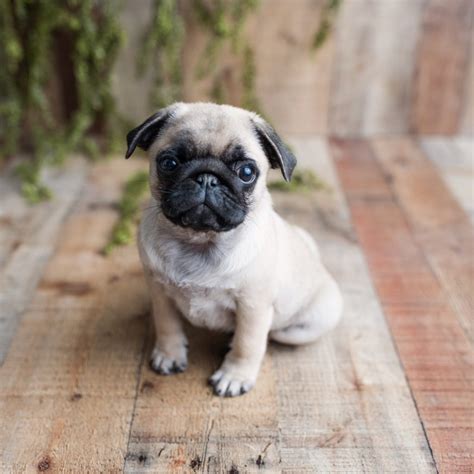  Pug puppies are strong with short-legs and they will need to be taken on daily walks
