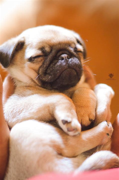  Pug puppies can be very energetic