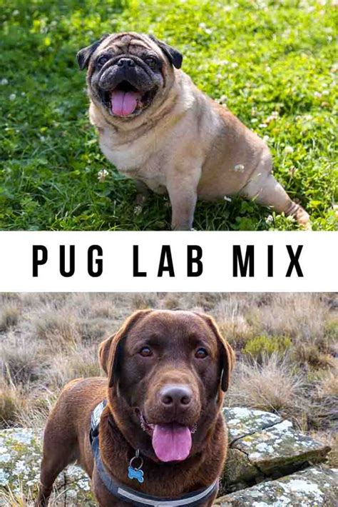  Pugadors can look a lot like a Pug, a lot like a Lab, or somewhere in between