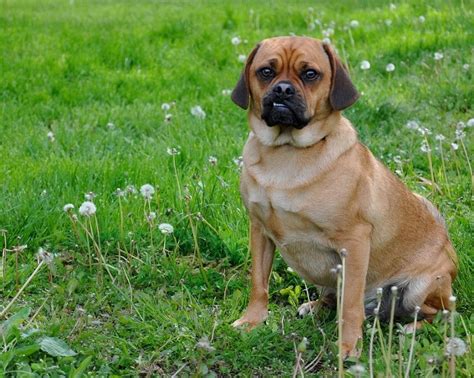  Puggle: A mix of the Pug and Beagle, the Puggle is a smart crossbreed that likes playing