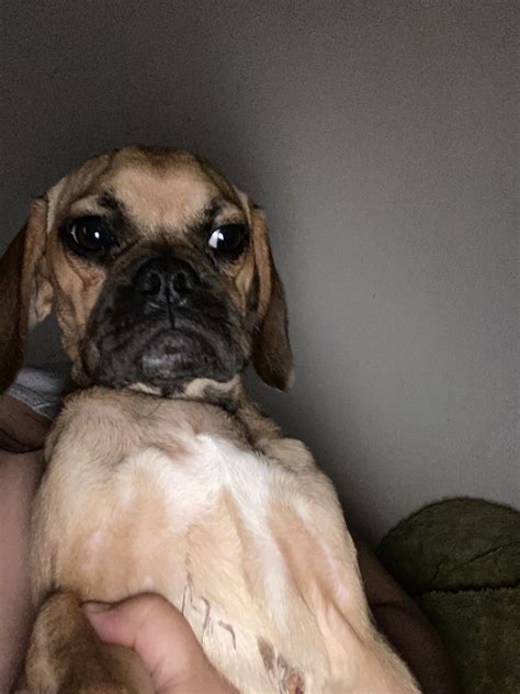 Puggle Puppies for Sale in MI