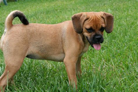  Puggle are super friendly and playful and make a good lap dog