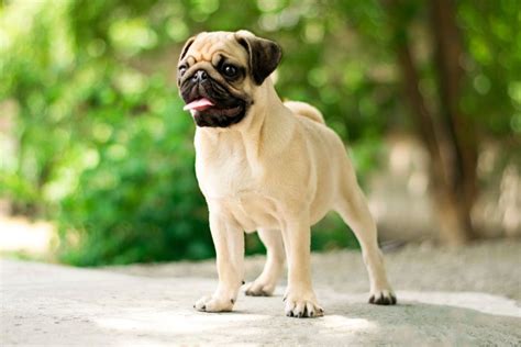  Pugs, contrary to popular belief, shed, and their coarse short hair requires regular grooming