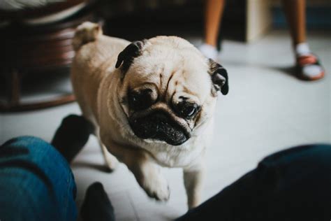  Pugs and Schnauzers being used for breeding should have a vet check prior to mating, including a full eye exam and hip and knee assessment