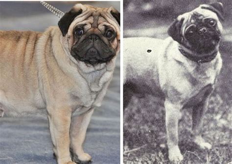  Pugs are ancient dogs