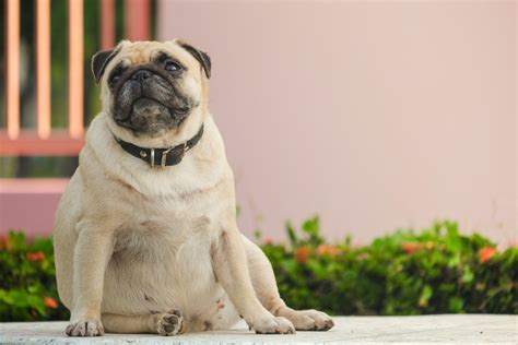  Pugs are prone to putting on weight due to their physique and proclivity to overeat