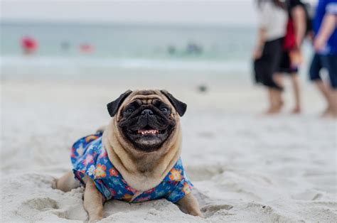  Pugs are very sensitive to the heat and overexertion, so they are best-suited to moderate climates