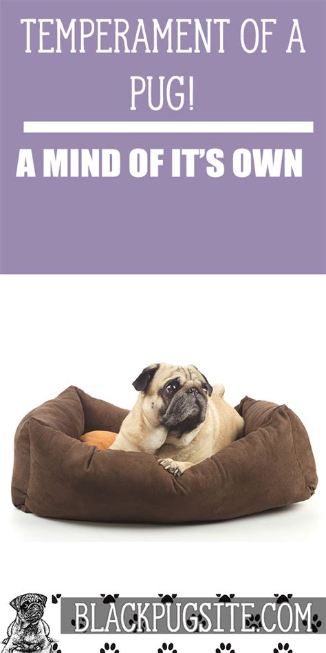  Pugs can be stubborn, but with the help of positive reinforcement , they