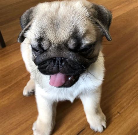  Pugs for Sale in Houston, Texas