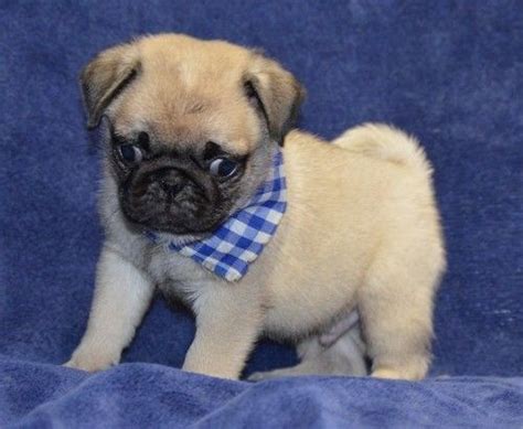  Pugs for Sale in Knoxville