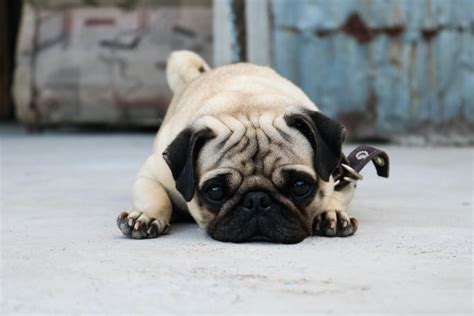  Pugs have been known to be protective over their humans, but this comes from a place of curiosity instead of hostility