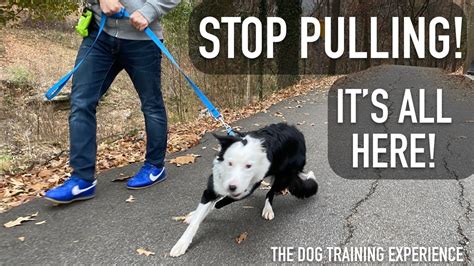  Pulling, Pulling, And Then Some More Pulling: If there was ever a dog breed out there that